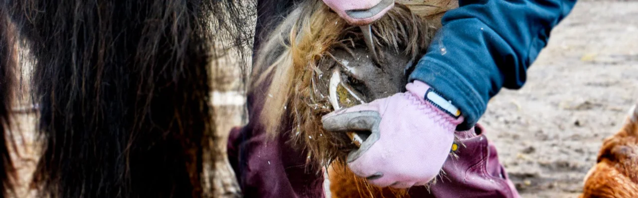 Pink-gloved hands of barefoot trimmer working on hoof.